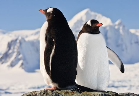 two-penguins-dreaming-P5AZHEN.jpg